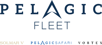 pelagic fleet & liquid motion & The diver movie